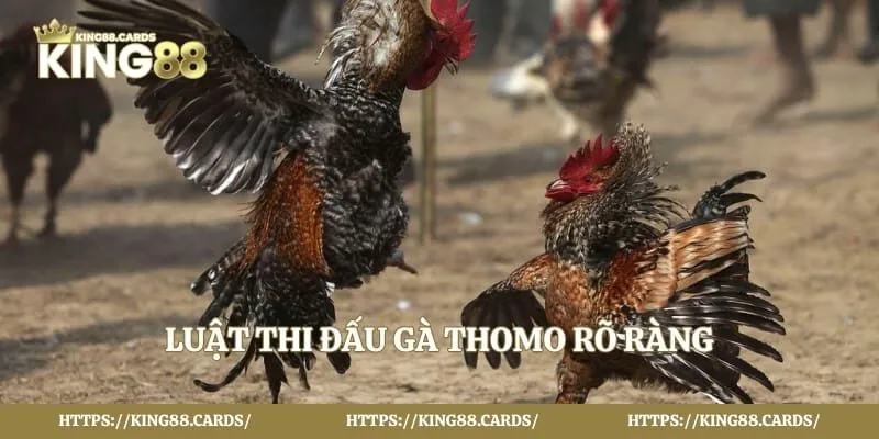 Luật thi đấu gà thomo rõ ràng